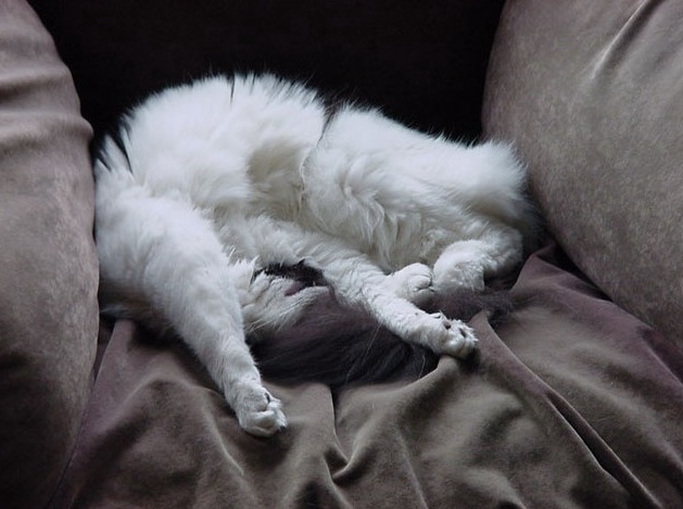 fuzzbutt.jpg