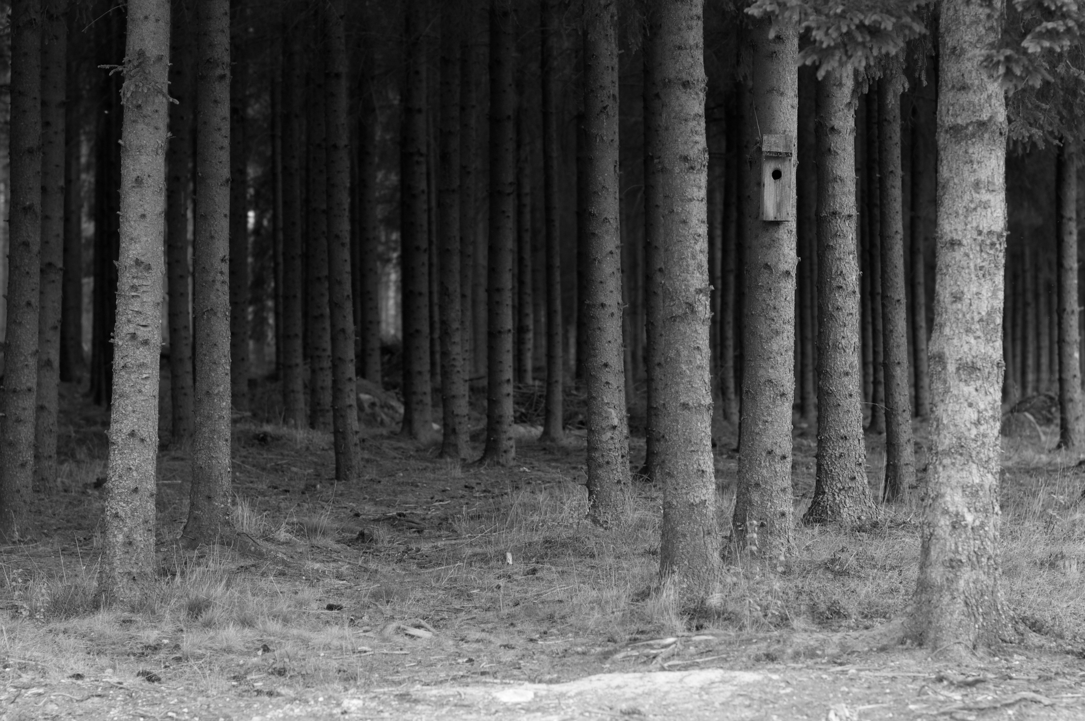 ghost forest (1).jpg