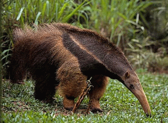 GiantAnteater.gif