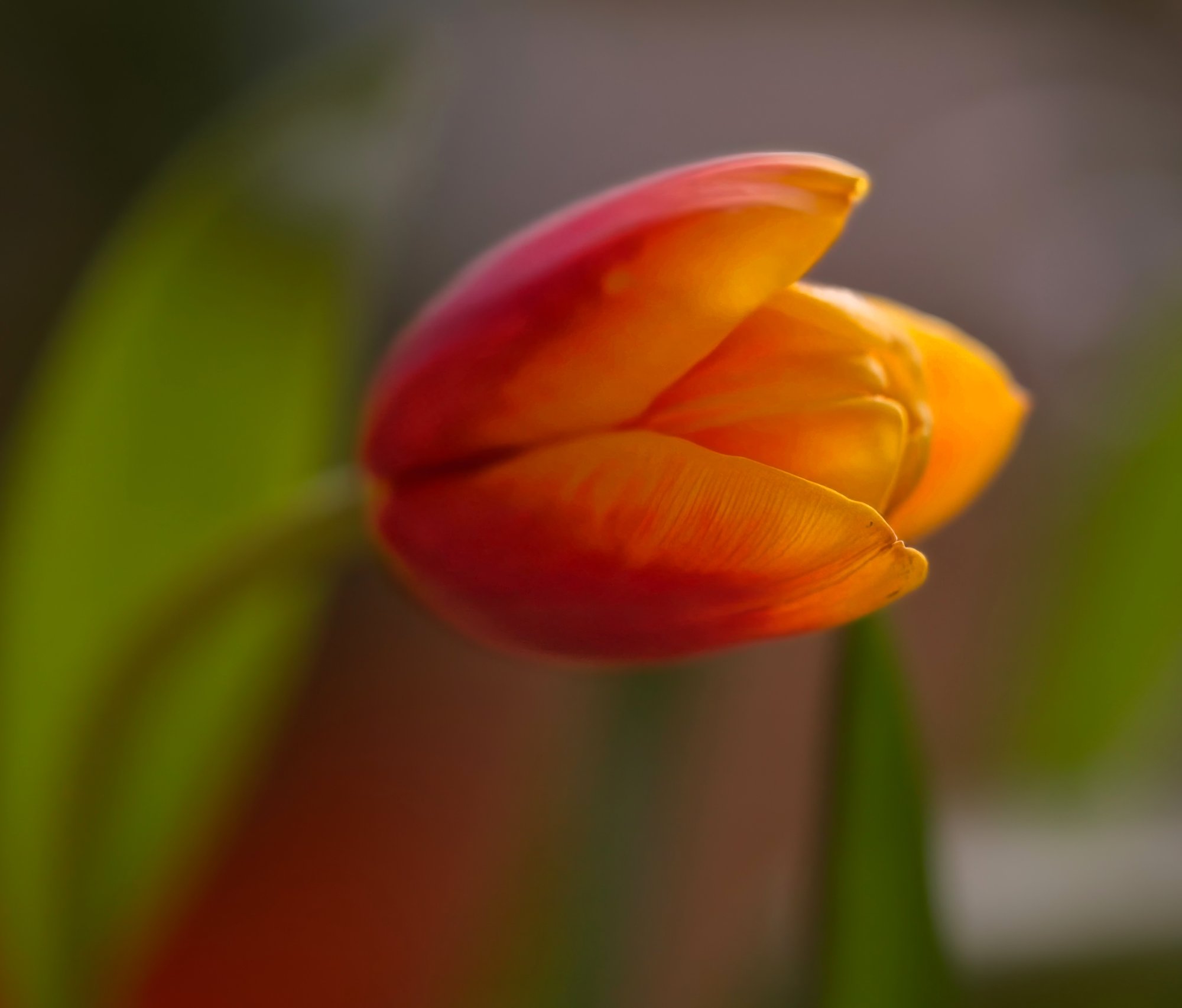 Glowing Tulip.jpeg