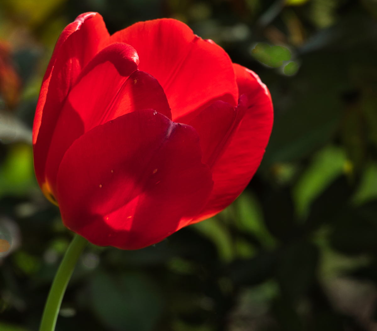 Glowing Tulip.jpeg