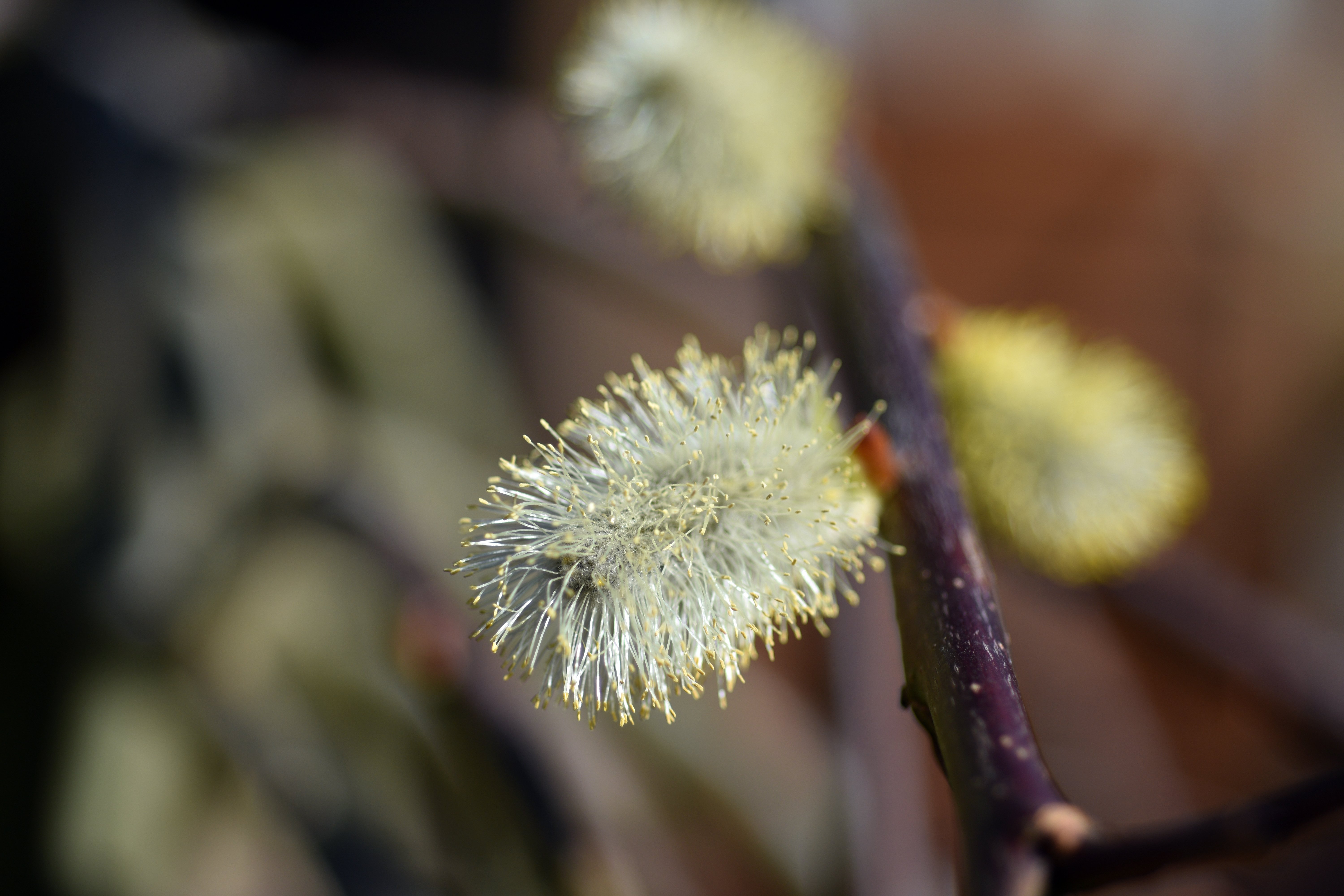 Goat Willow.JPG