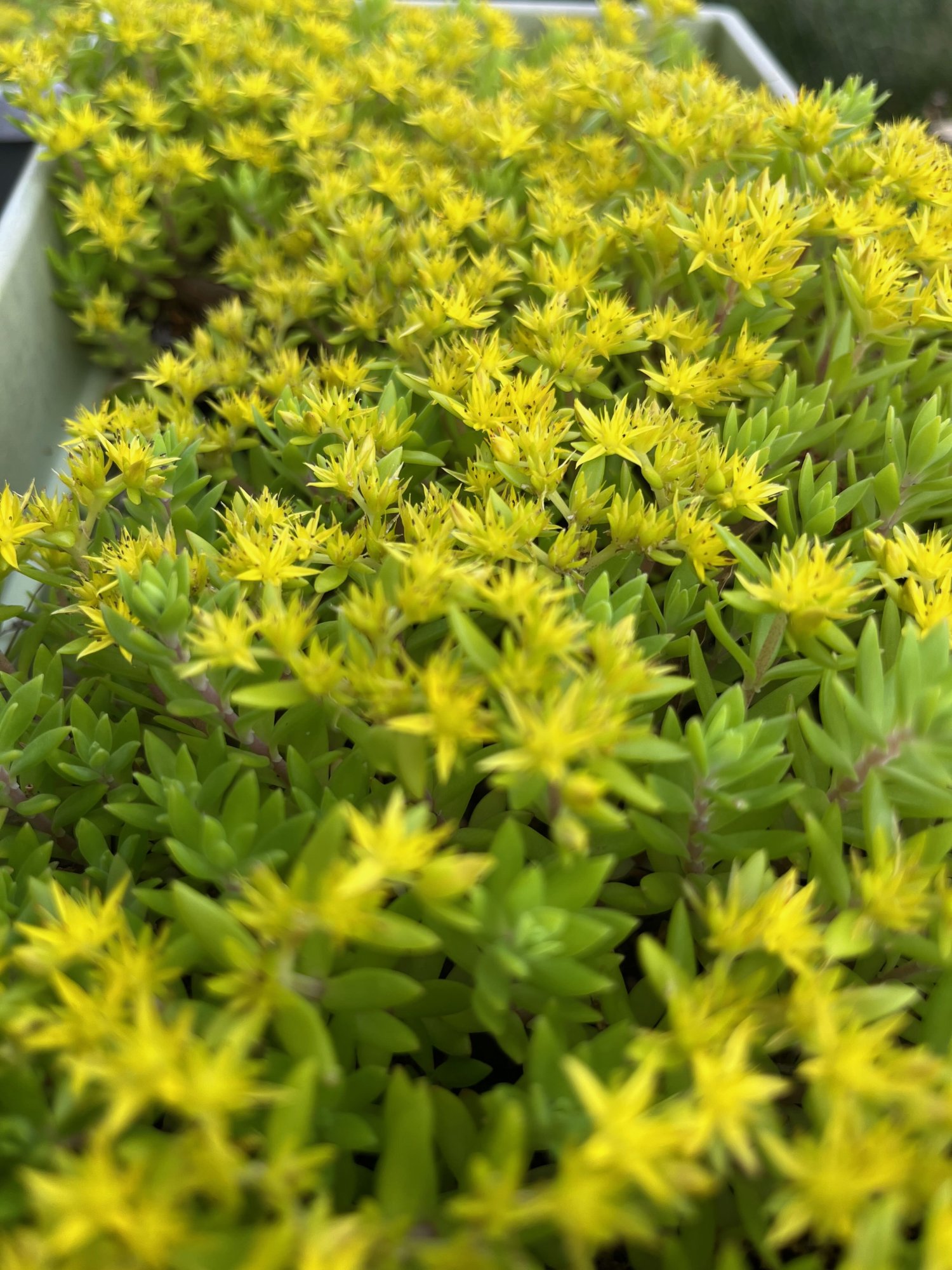 golden-acre-sedum.jpg
