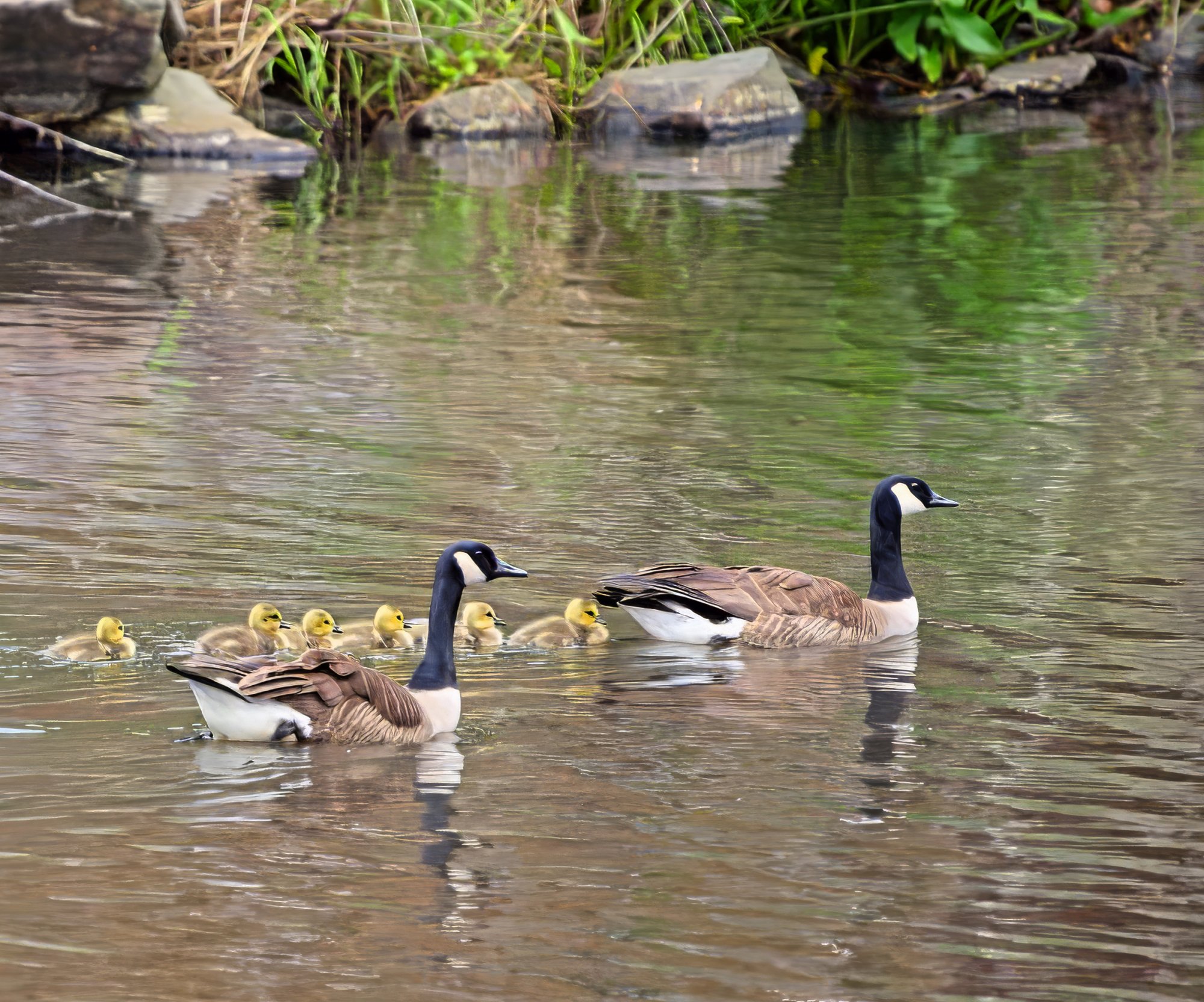 Goose Parents Showing the Kids Their New Home.jpeg