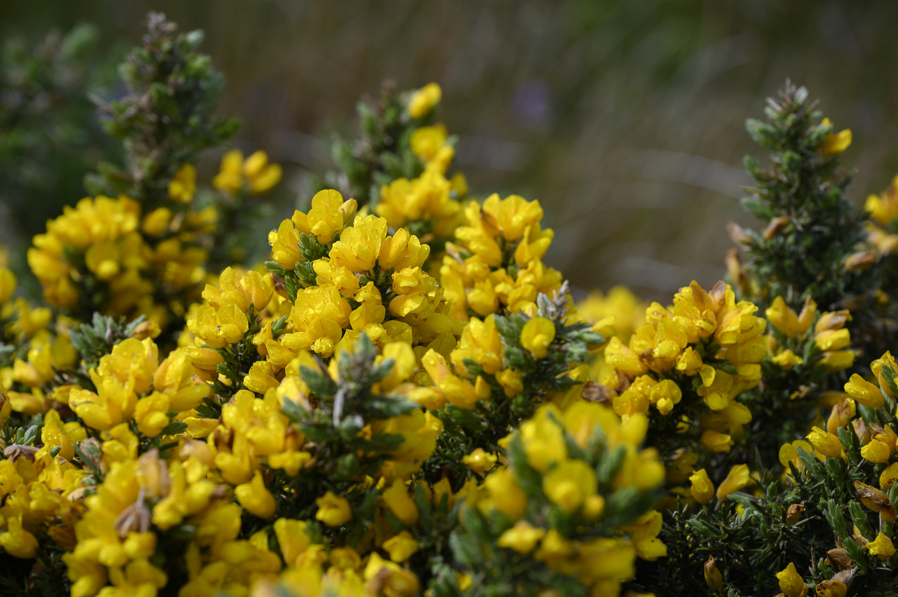 Gorse20260520-1.jpg