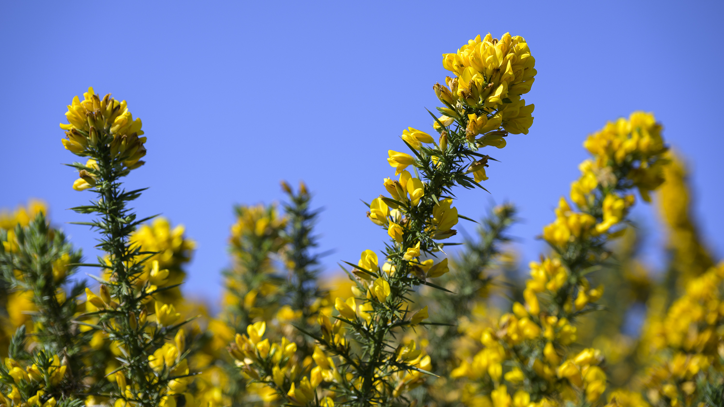 Gorse20260520-2.jpg
