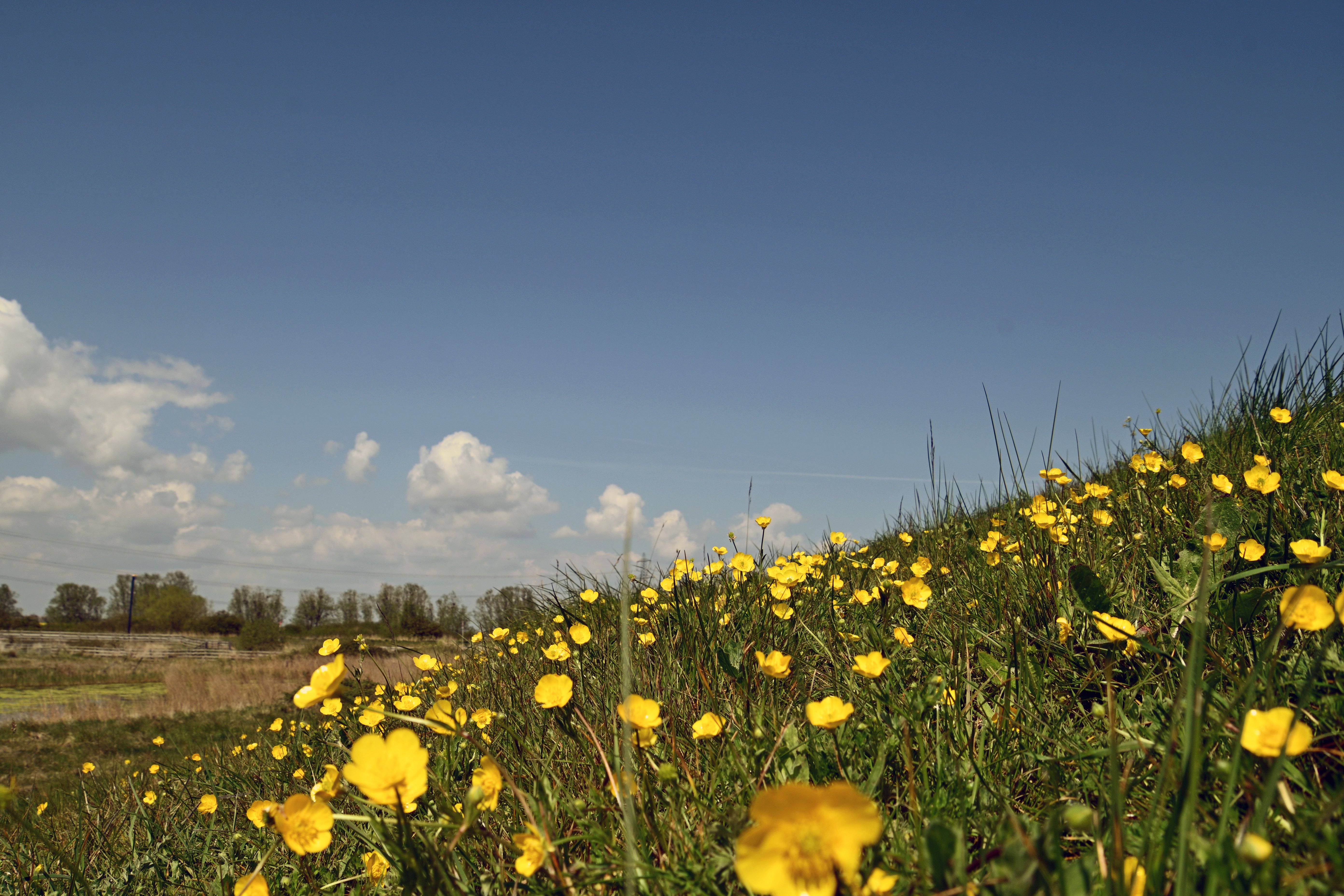Grain Buttercups.JPG