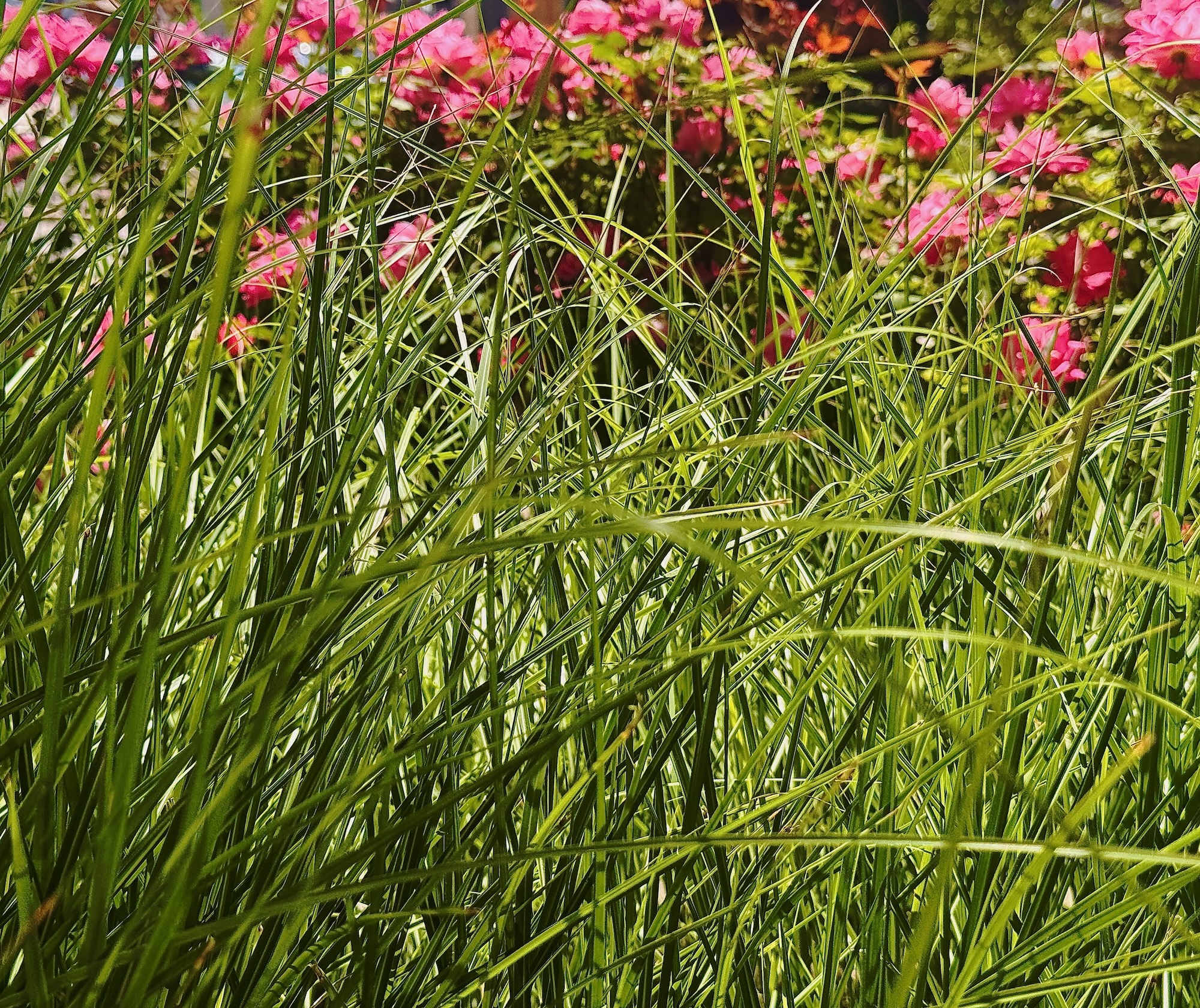 grass - 1.jpeg