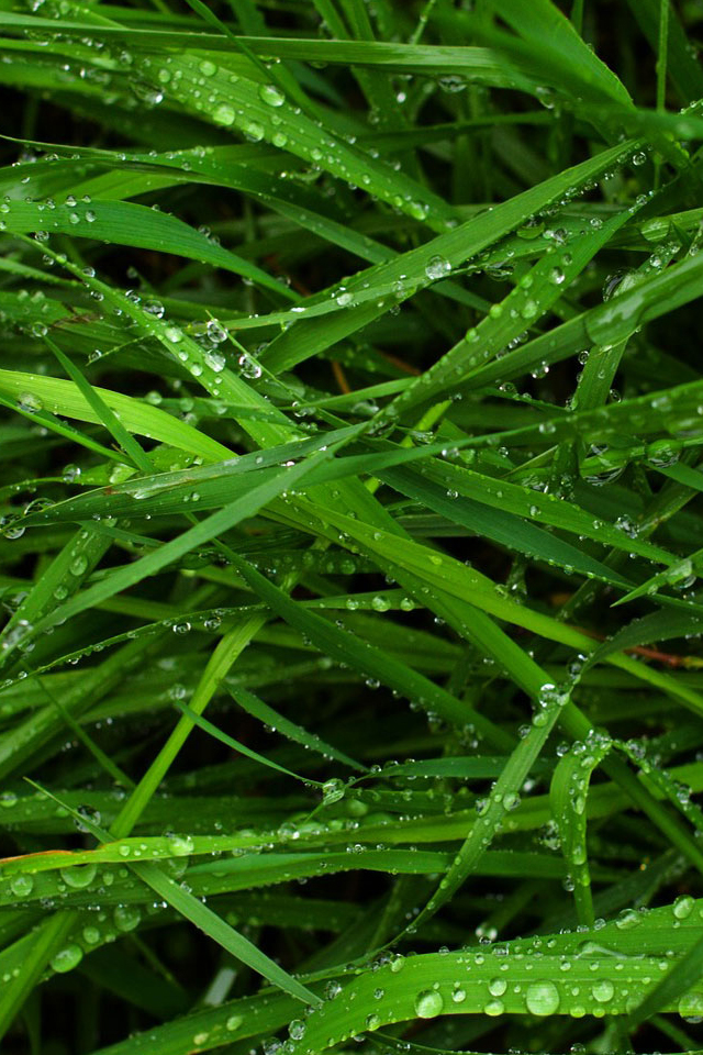 Grass.jpg