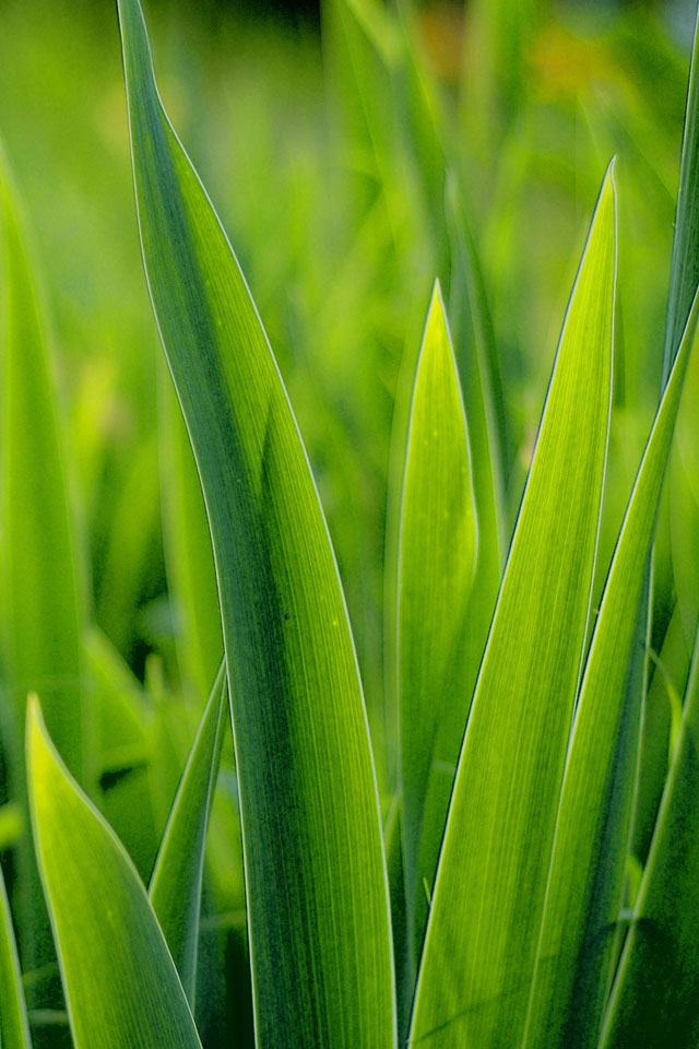 grass.jpg