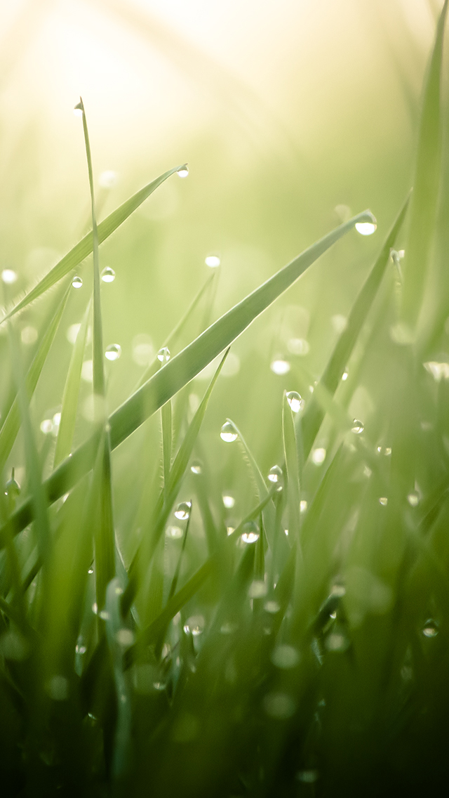 Grass Morning Dew.jpg