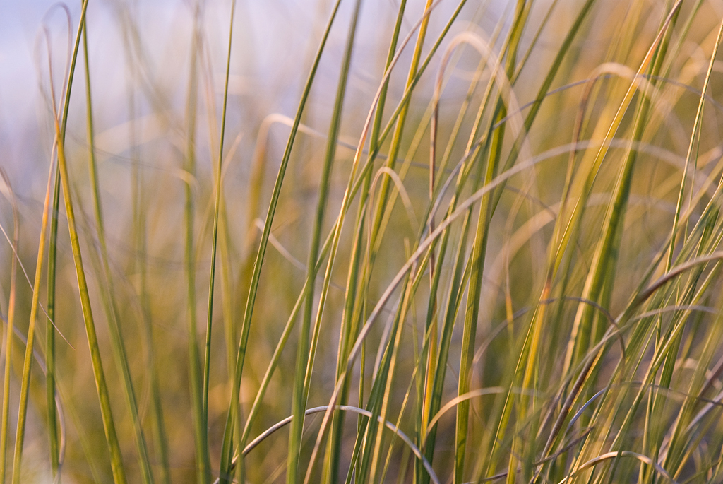 grass_ipad.jpg