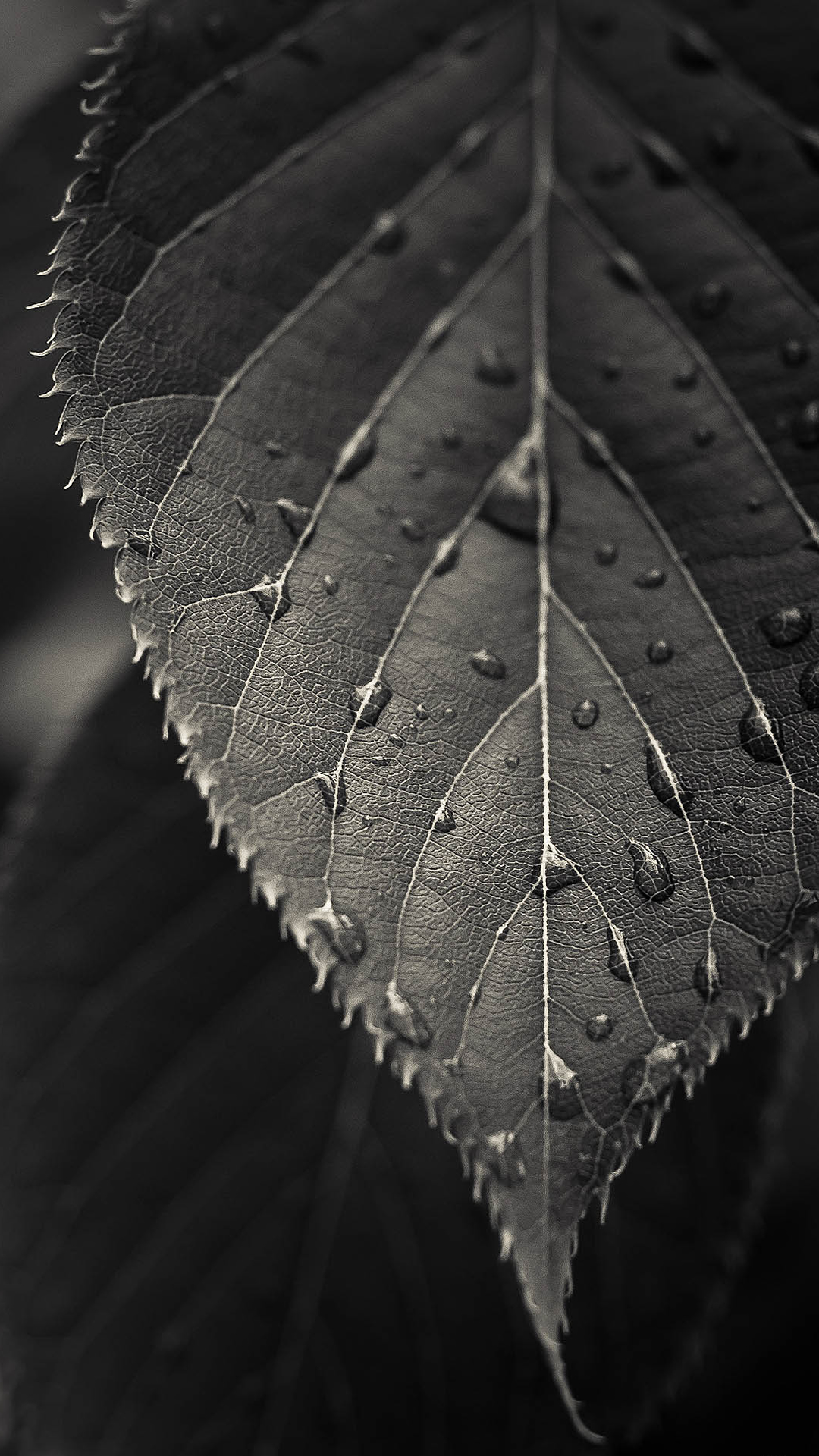 Gray_Leaf_Macro.jpg