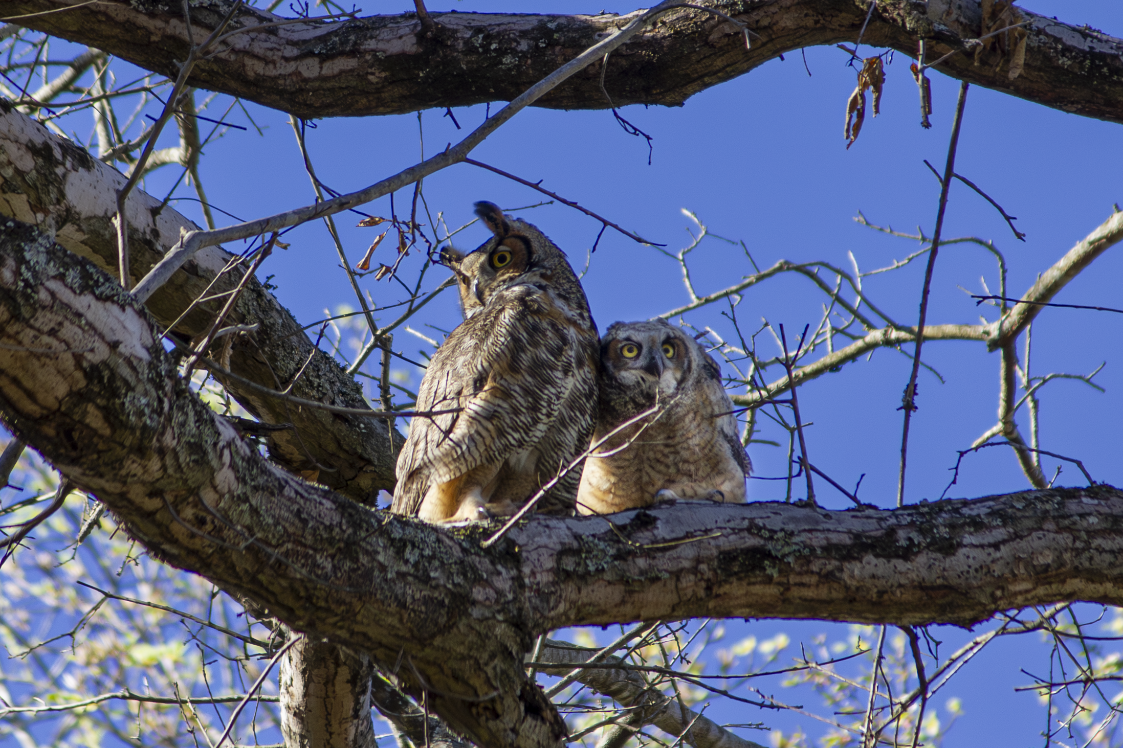 Great-Horned Owls.png