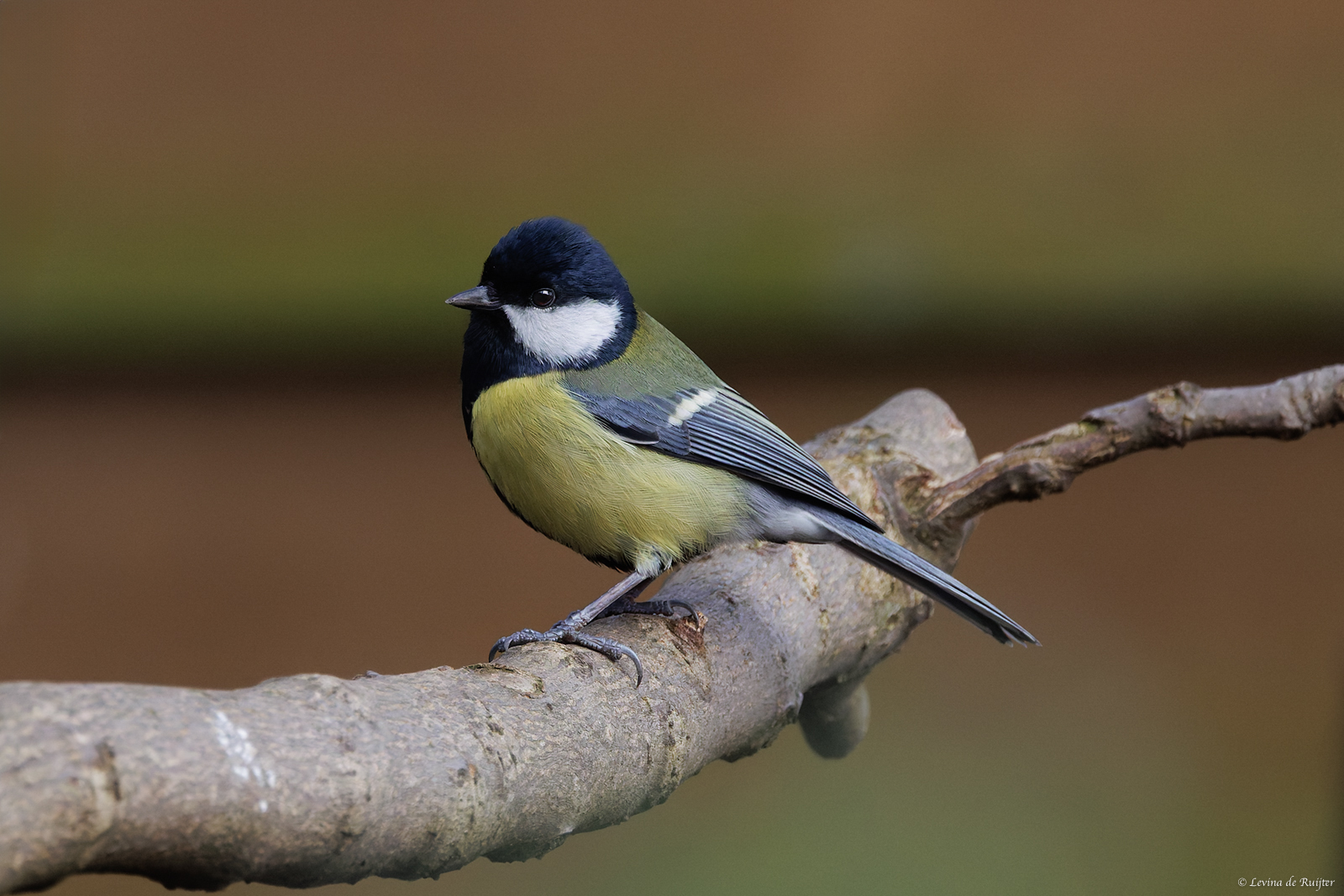 Great tit.jpg