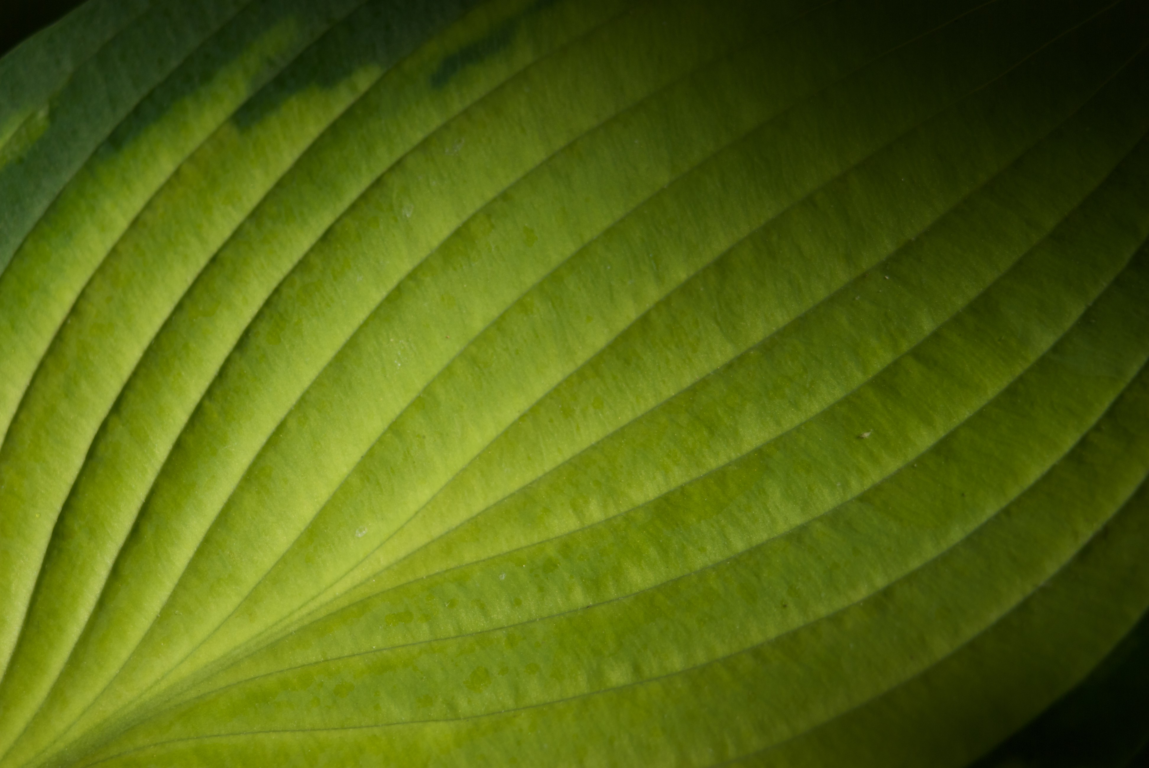 Green Dark Light.jpg