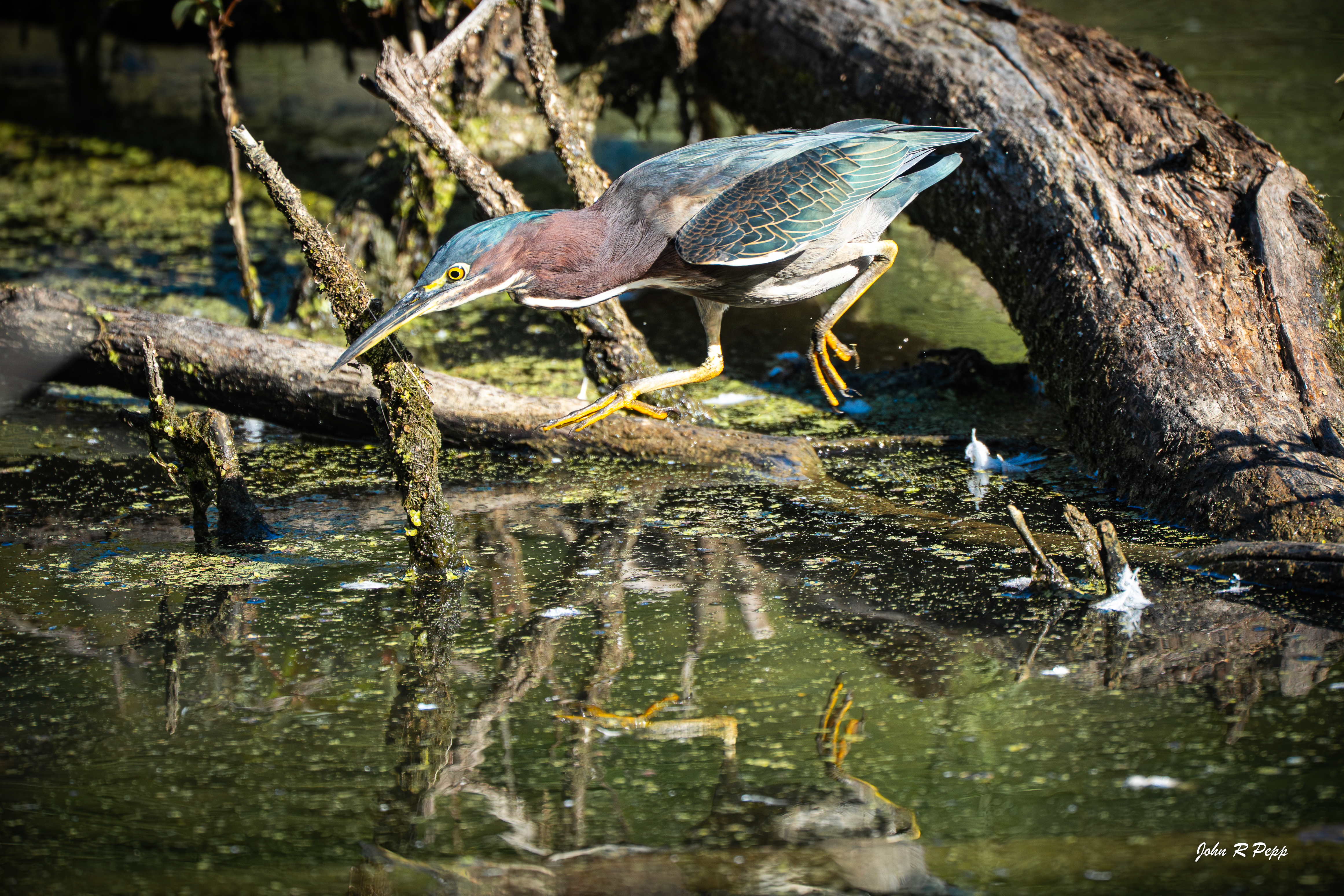 Green Heron-1-3.jpg