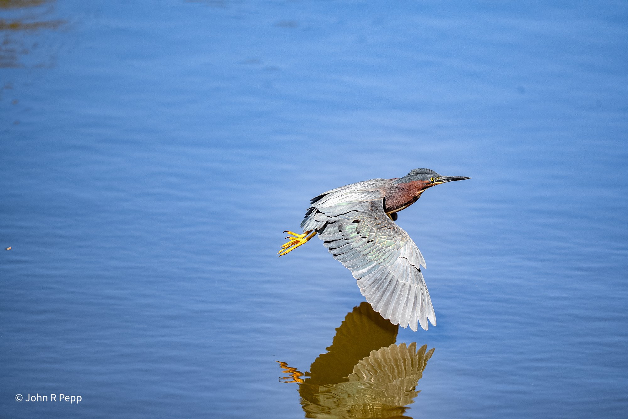 Green Heron-3.jpg