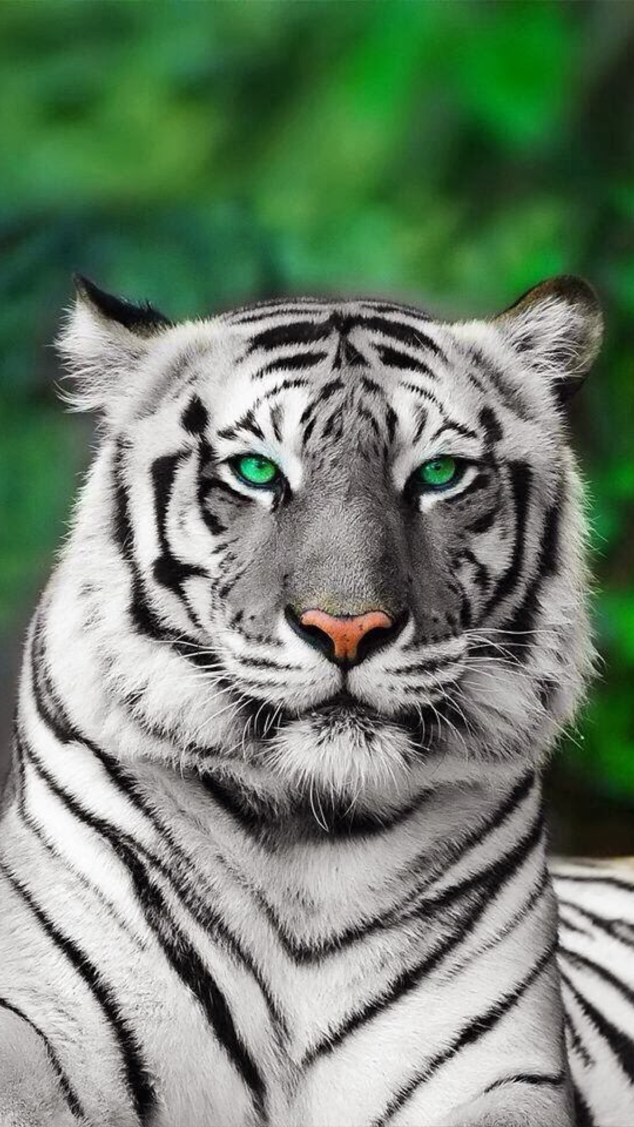 greeneyeswhitetiger.png