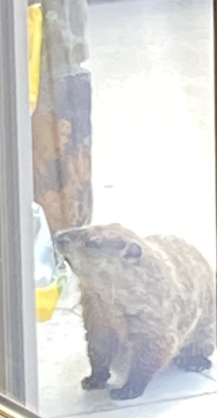 Ground Hog.jpeg