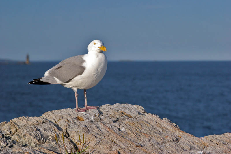 gull4.jpg
