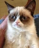 Gurmpy Cat.jpg