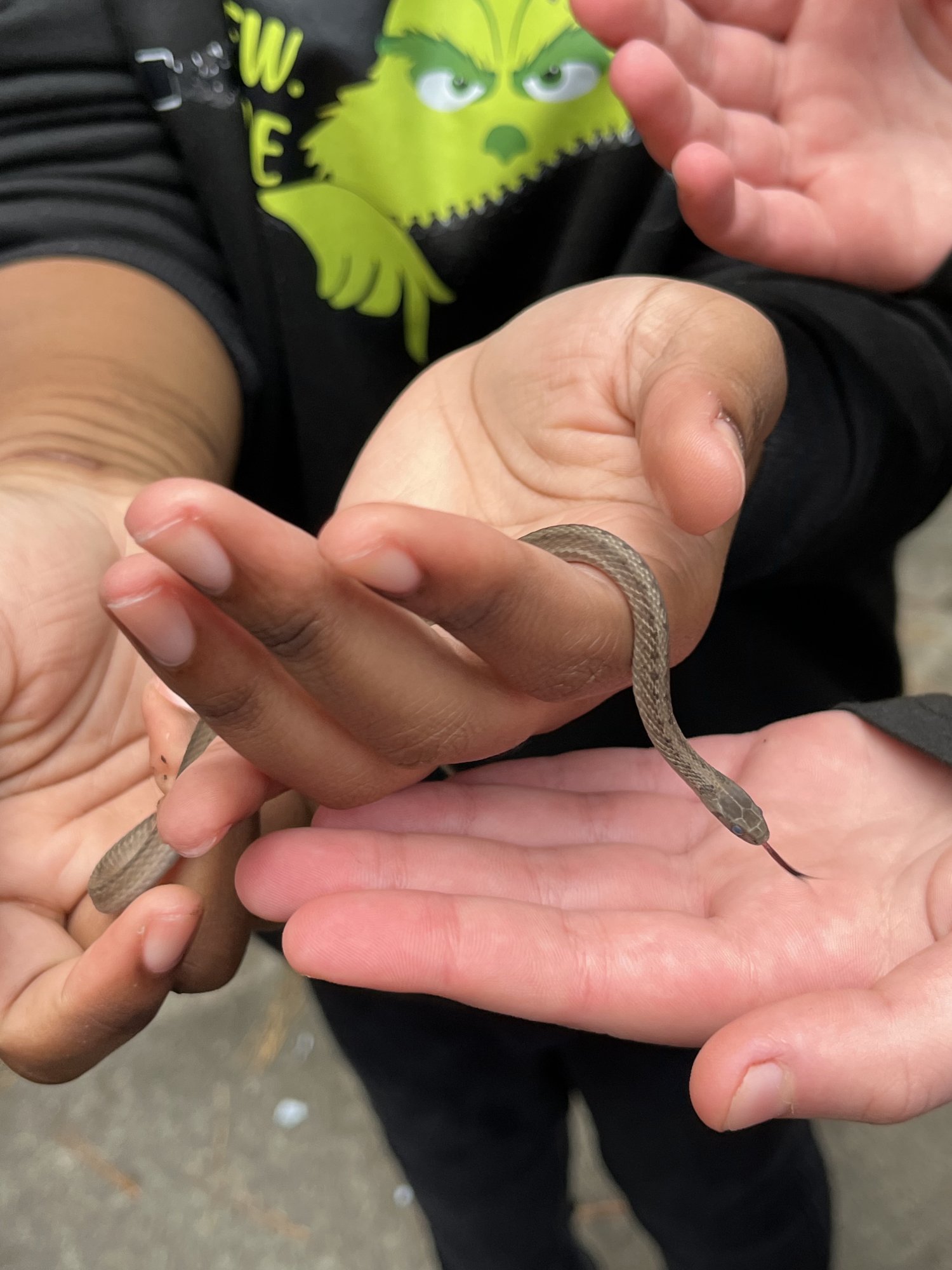 halloween-snake-3.jpg