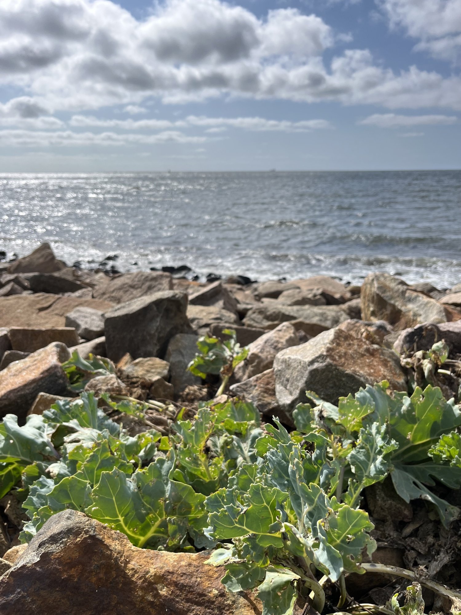 Havet.jpeg