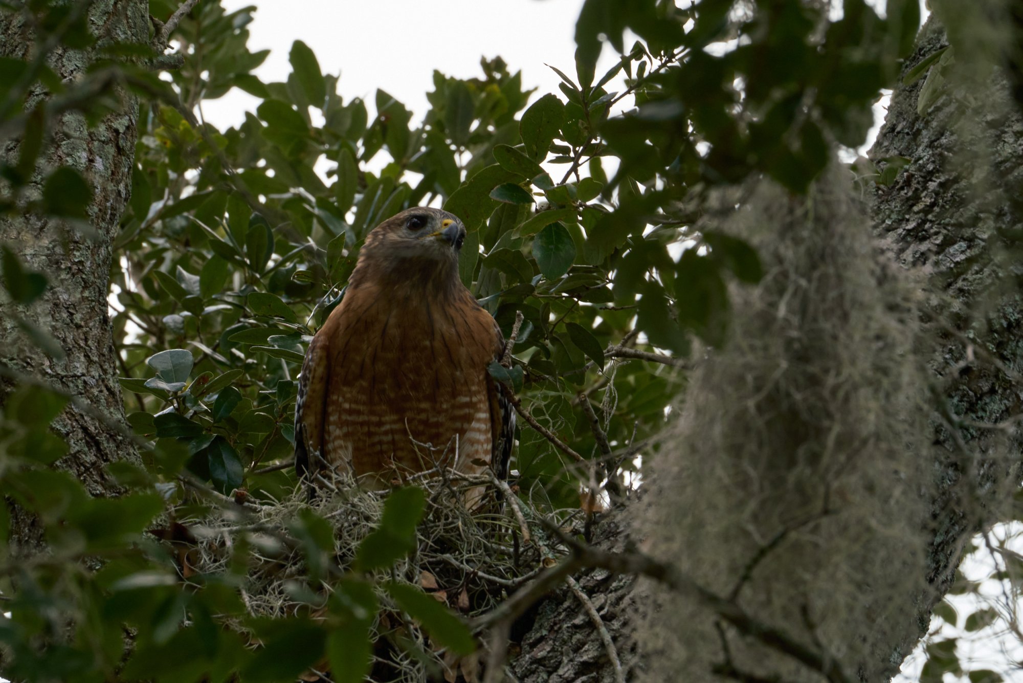 Hawk  2500px 2.jpg