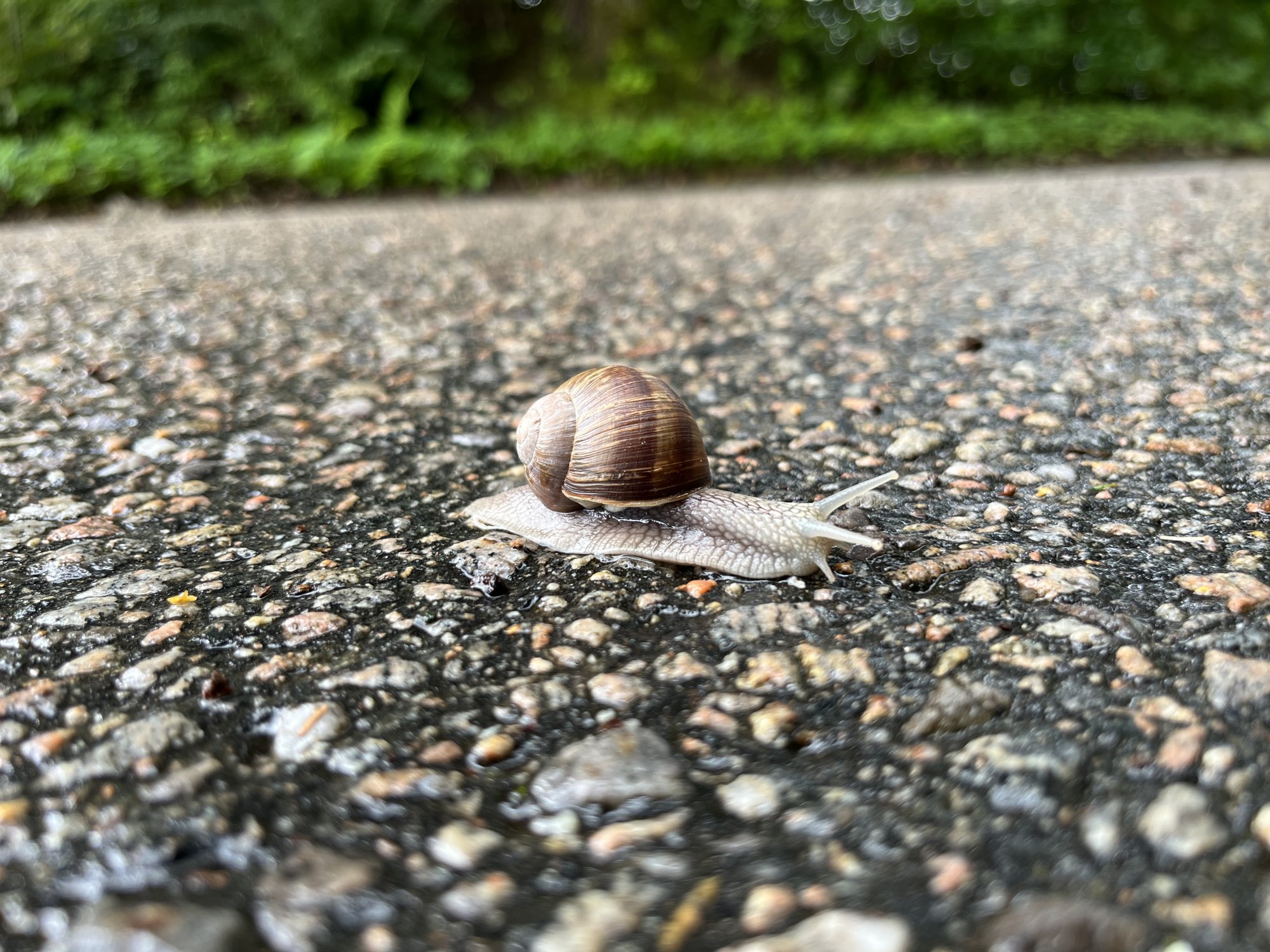 Helix_pomatia.jpeg