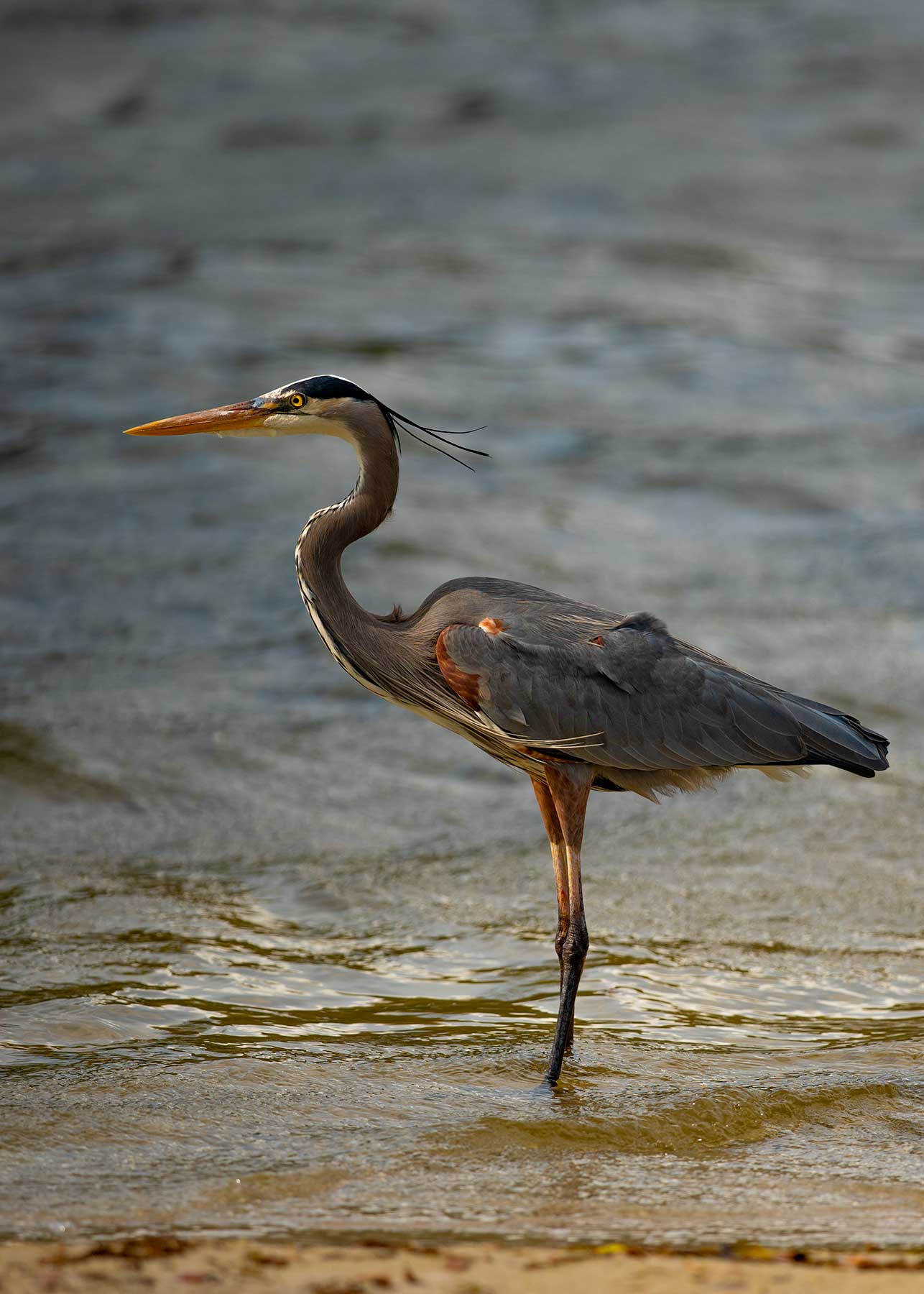 heron-1.jpg