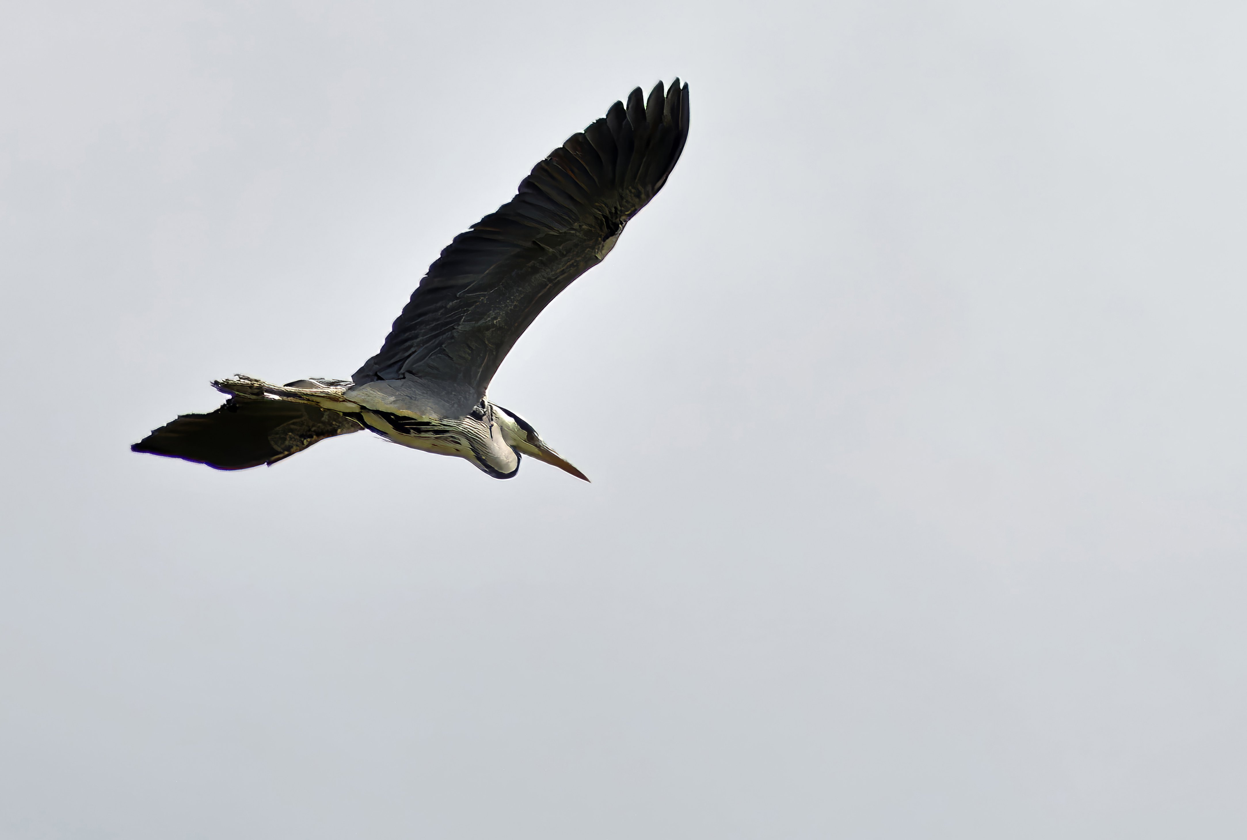Heron in Flight.JPG