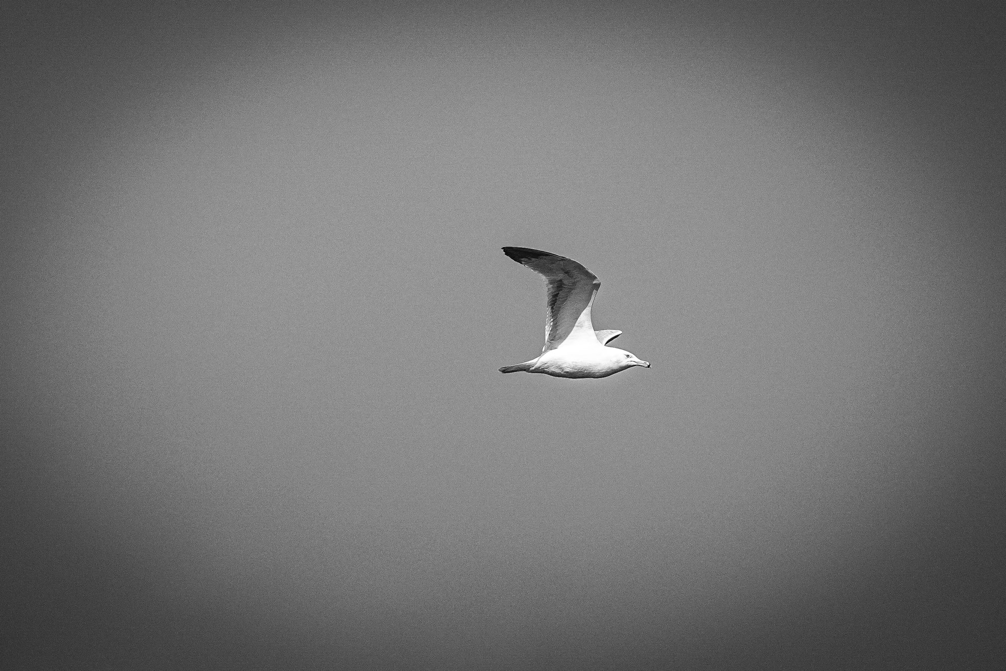 herring-gull-0001.jpg