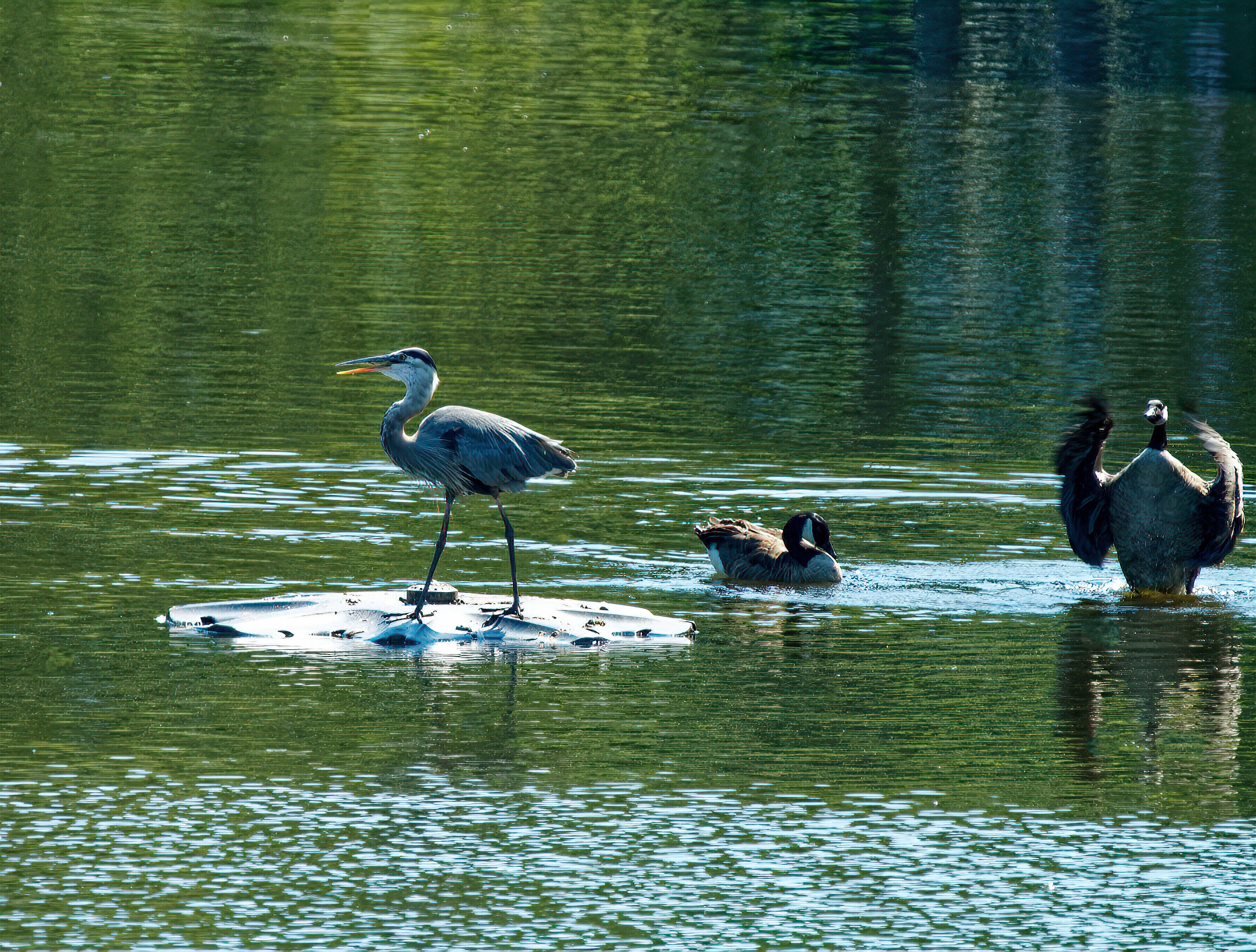 "Hey, Alfred, Get Off There, That's Our Fountain Base!".jpeg