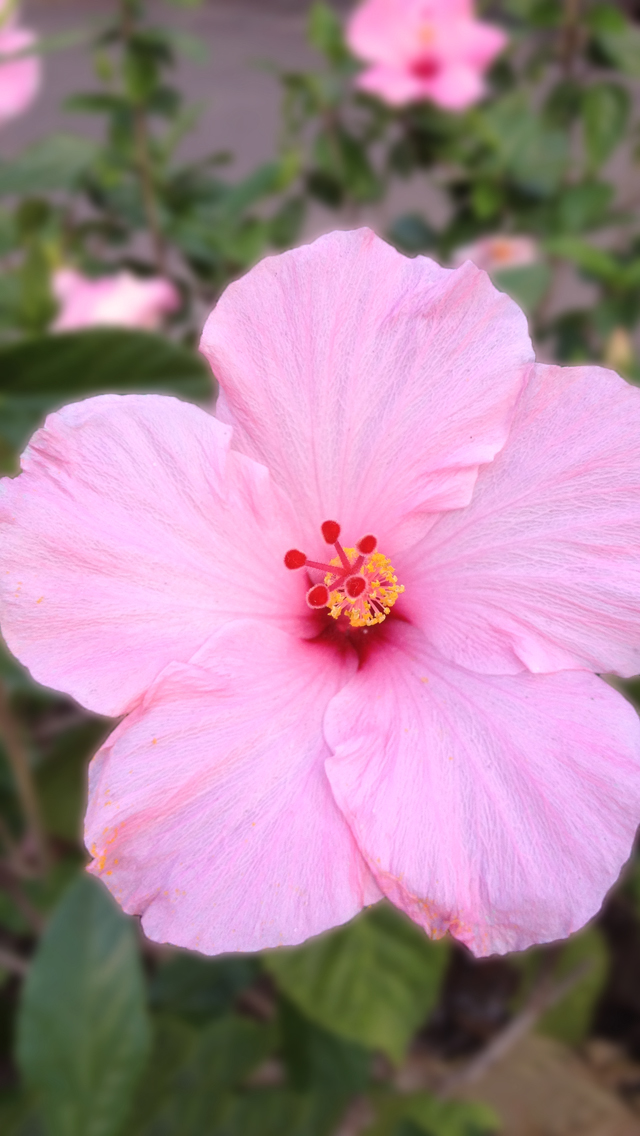 Hibiscus 01.jpg