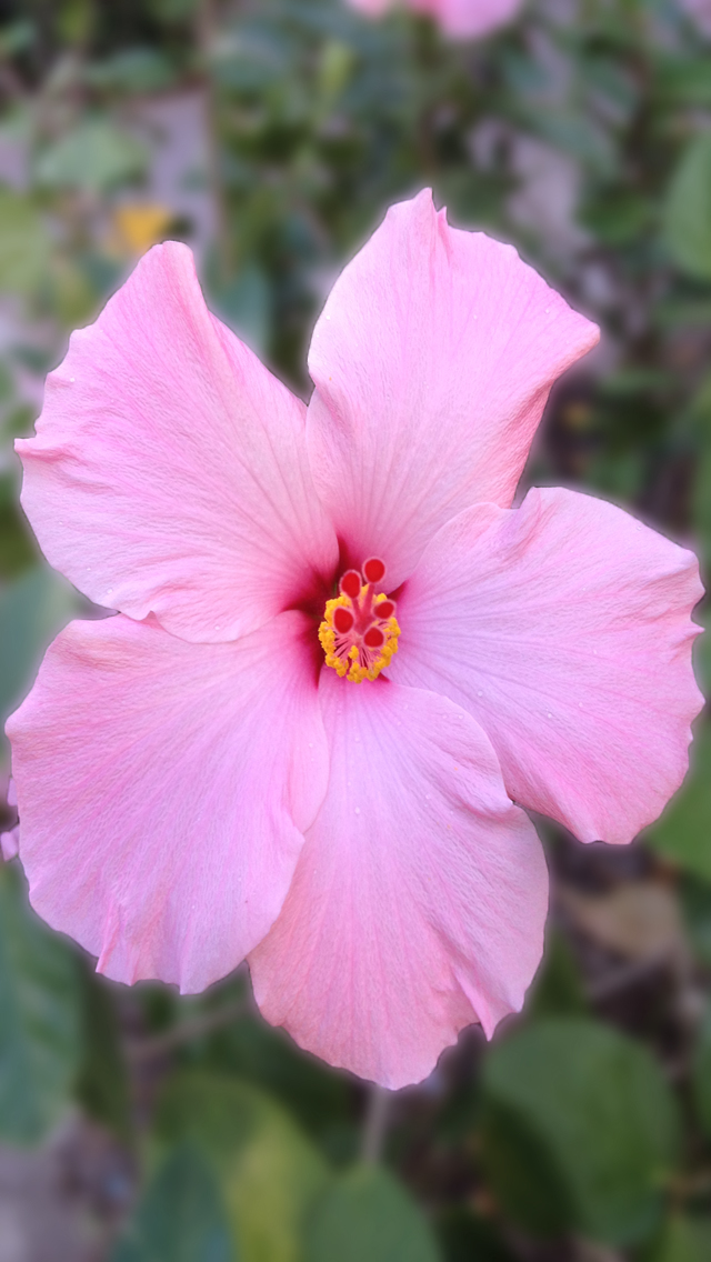 Hibiscus 02.jpg