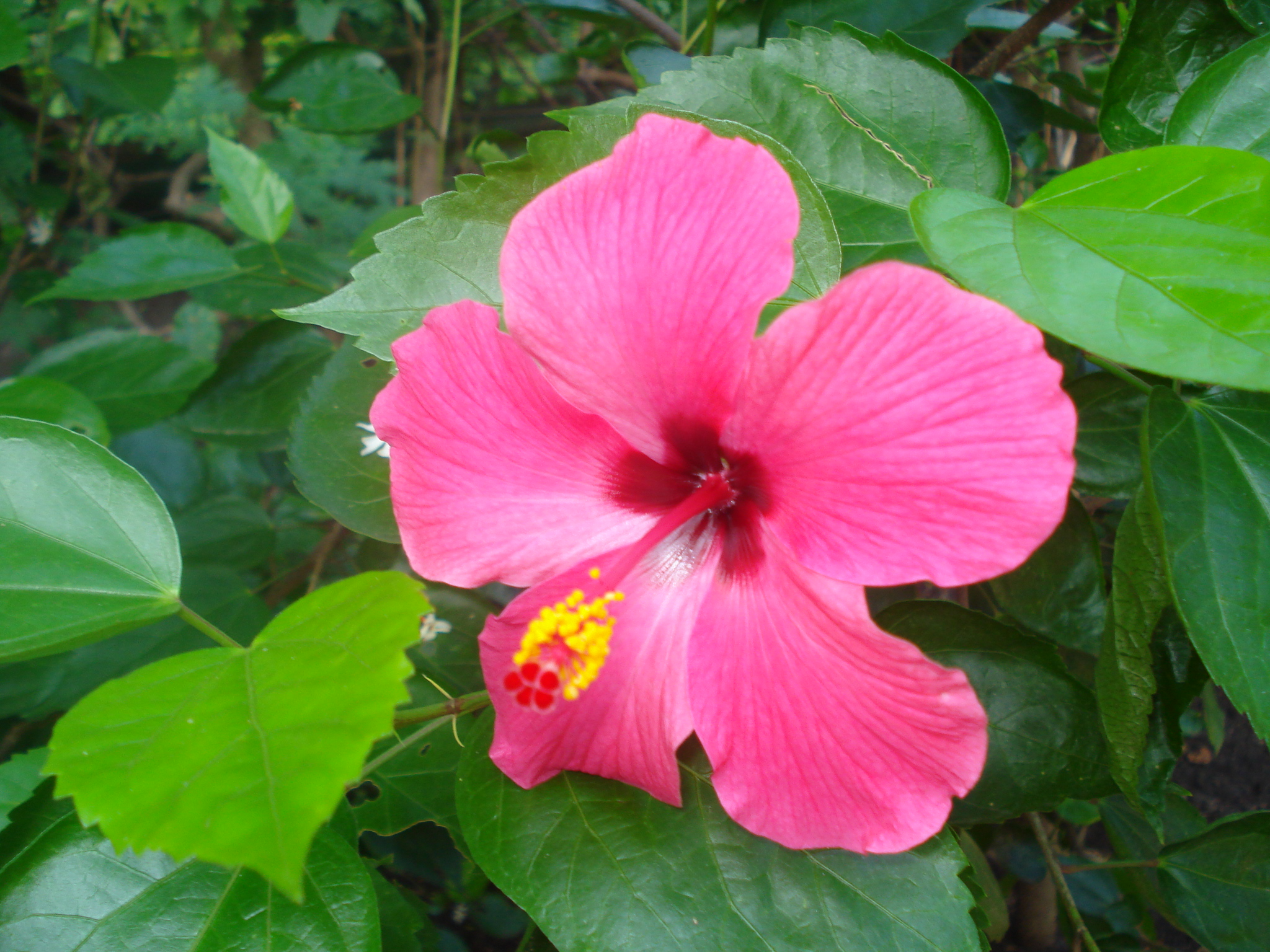 Hibiskus_at_Bhopal.JPG