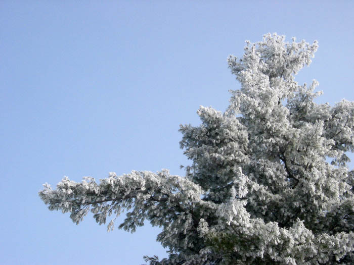 hoarFrost3.jpg