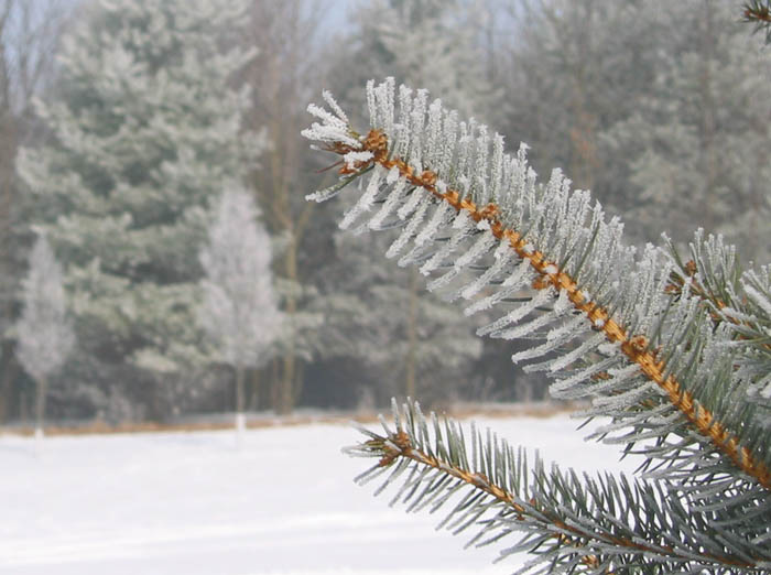 hoarFrost4.jpg