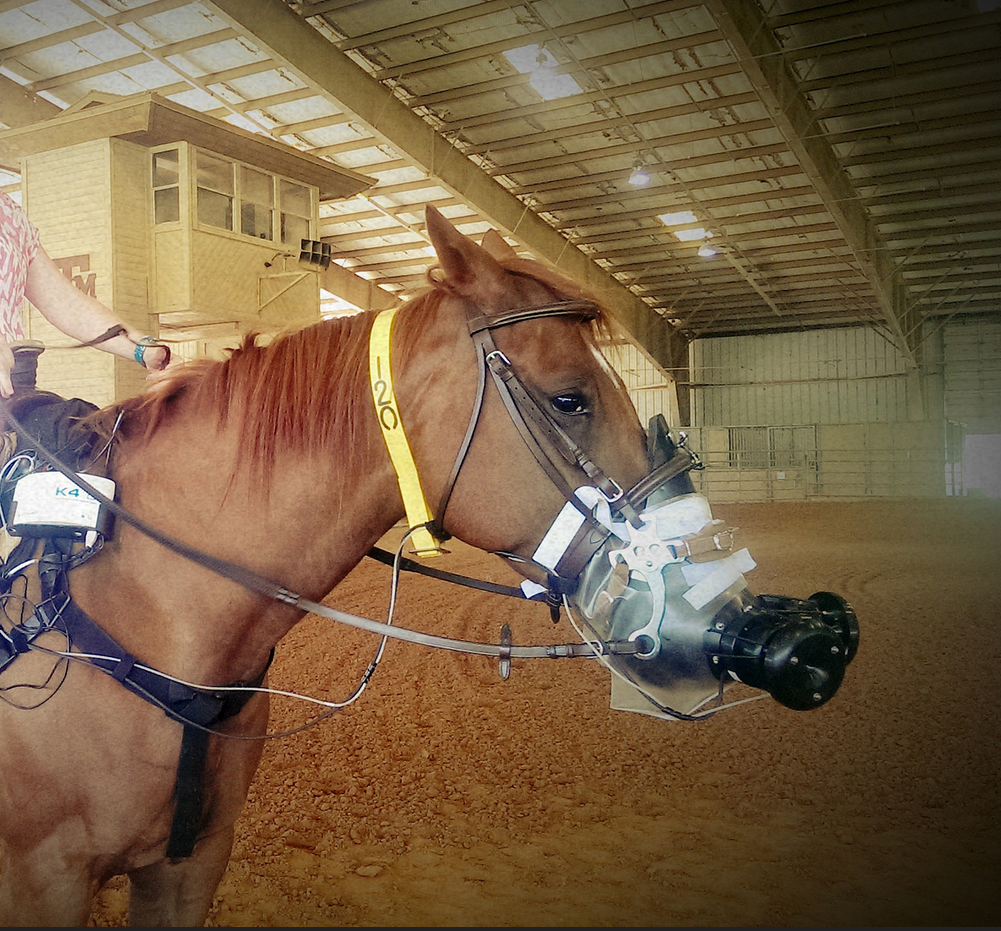 Horse K4.png