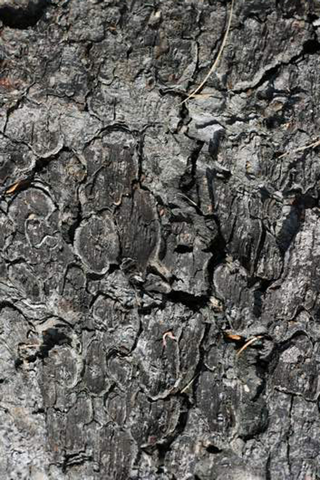 hrt-wood-2-thumb.jpg