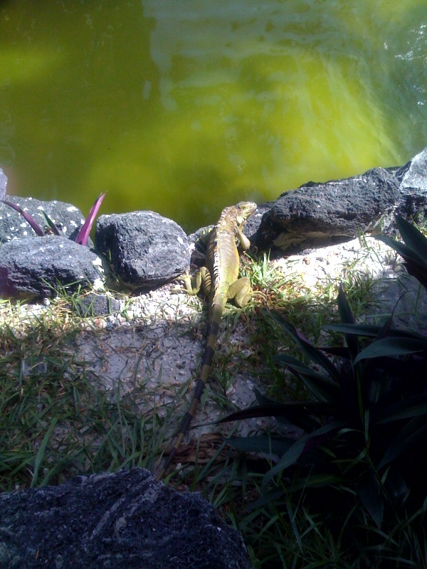 HyattPier66 iguana.jpg