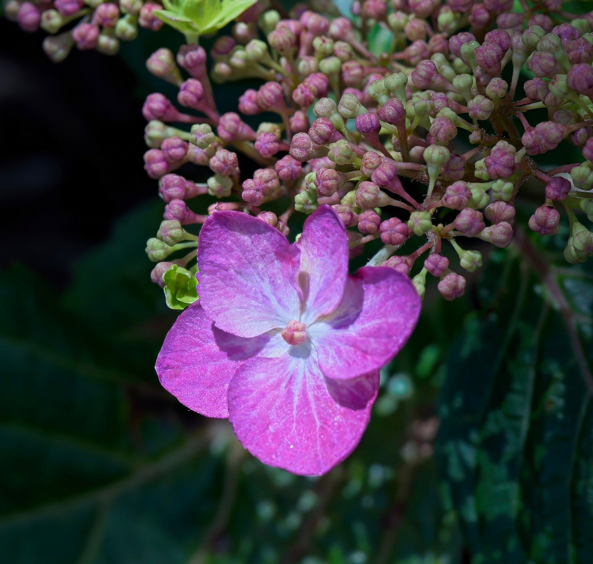 Hydrangea Flower and Buds.jpeg