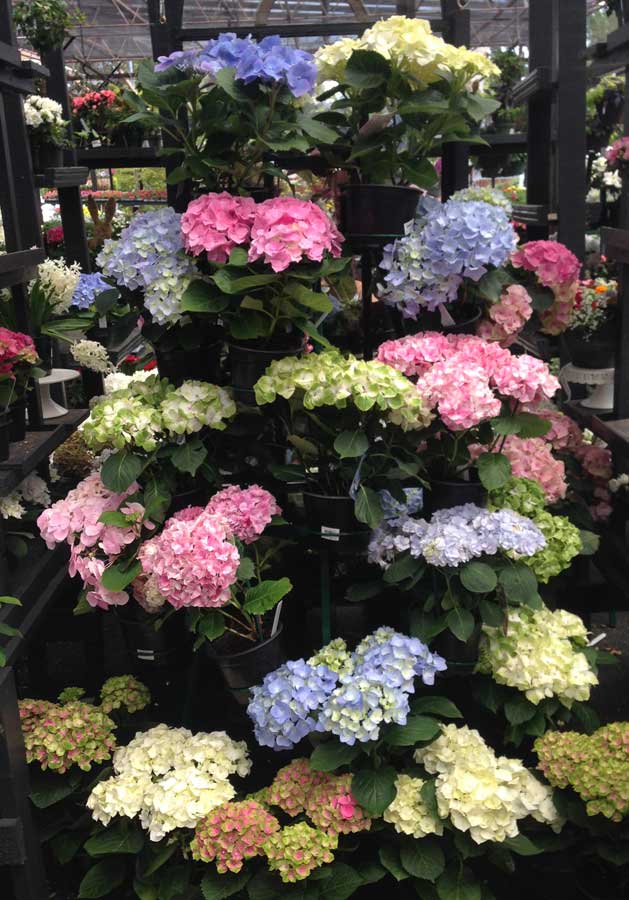 hydrangea_228.jpg