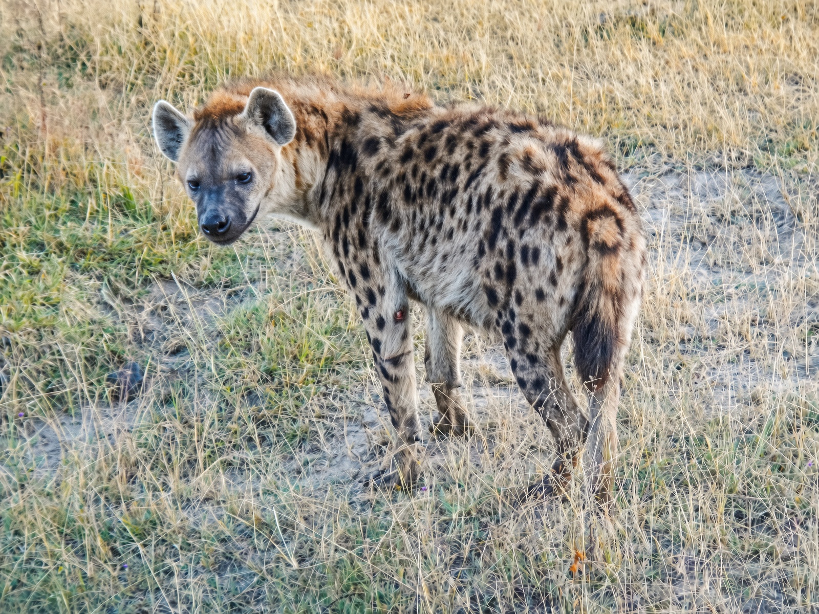 Hyena.jpg