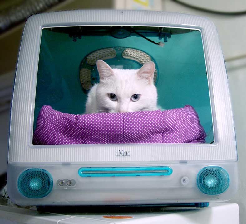 icat.jpg
