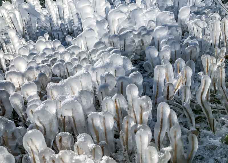ice-pops.jpg