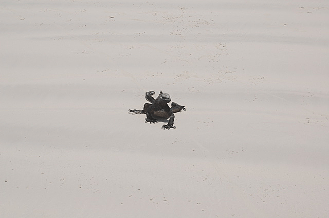 Iguana_Galapagos.gif
