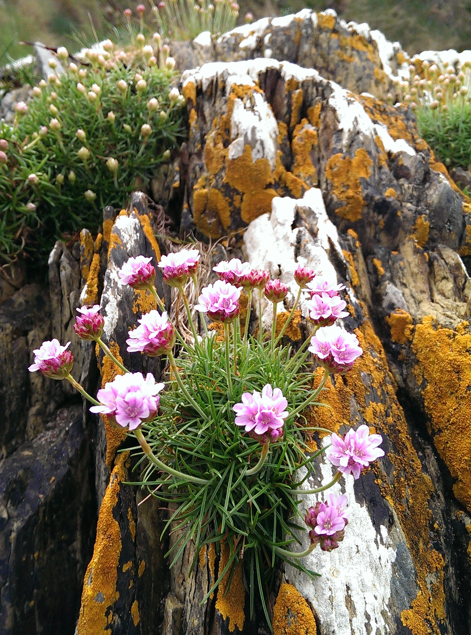 IMAG0010.jpg