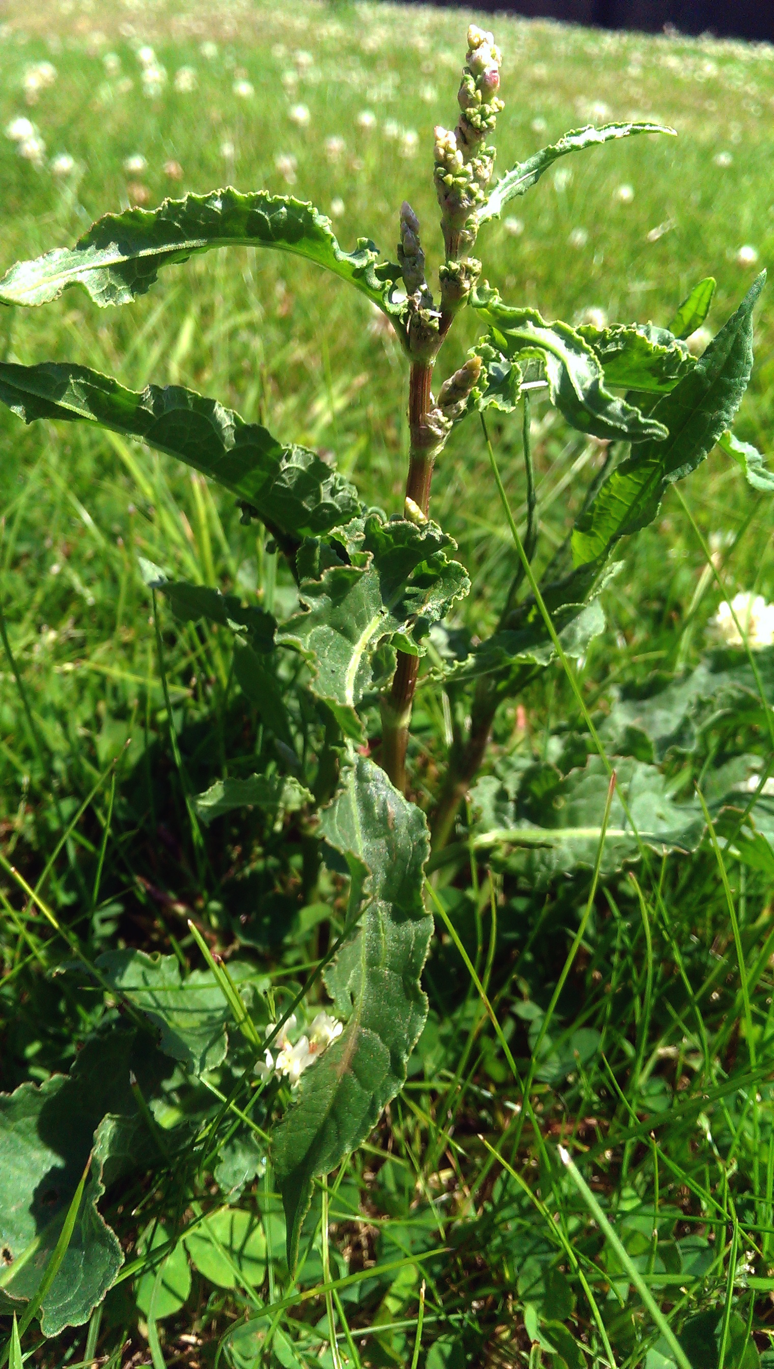 IMAG0025.jpg